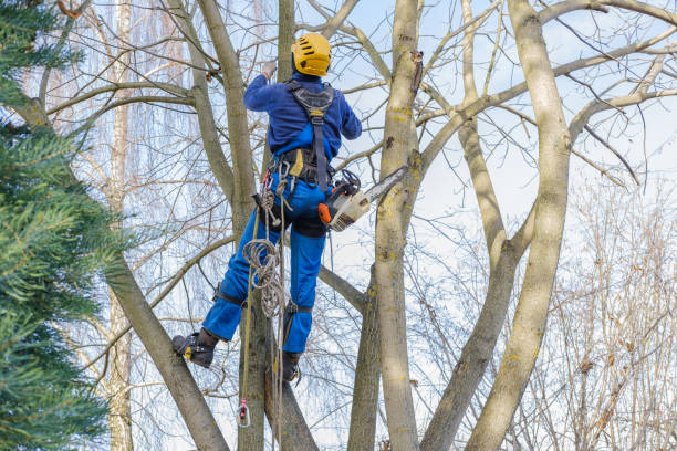 Best Stump Grinding and Removal  in USA